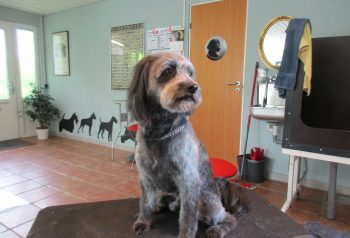 Hundesalon alt for hunden - før og efter Nico