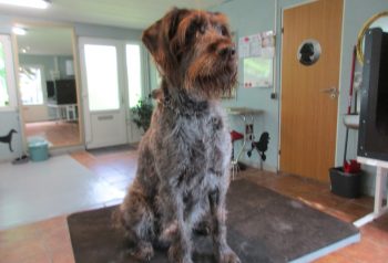 Hundesalon alt for hunden - før og efter Pippi