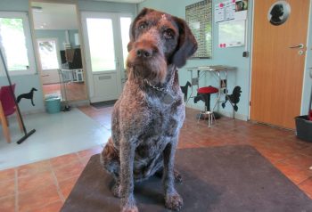 Hundesalon alt for hunden - før og efter Pippi