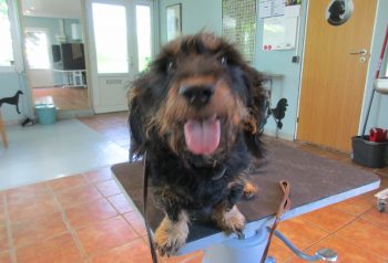 Hundesalon alt for hunden - før og efter Felix