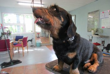 Hundesalon alt for hunden - før og efter Felix