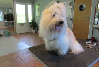 Hundesalon alt for hunden - før og efter Candi