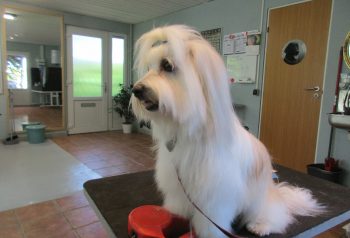 Hundesalon alt for hunden - før og efter Candi