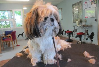 Hundesalon alt for hunden - før og efter Basse