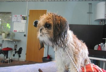 Hundesalon alt for hunden - før og efter Basse