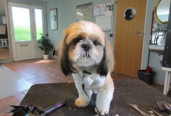 Hundesalon alt for hunden - før og efter Basse