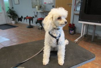 Hundesalon alt for hunden - før og efter Luna