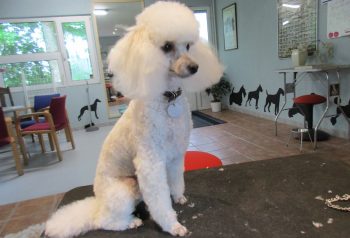Hundesalon alt for hunden - før og efter Luna