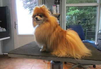 Hundesalon alt for hunden - før og efter Bandit