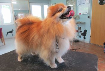 Hundesalon alt for hunden - før og efter Bandit