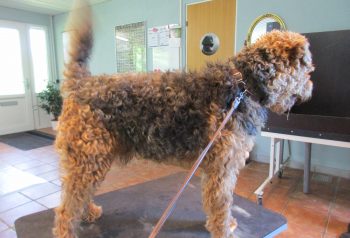 Hundesalon alt for hunden - før og efter Jønsson