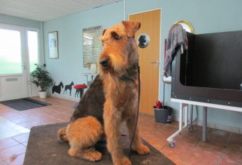 Hundesalon alt for hunden - før og efter Jønsson