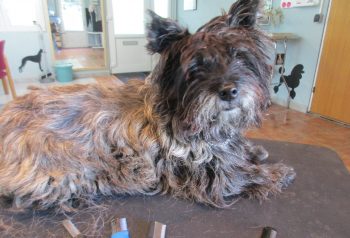 Hundesalon alt for hunden - før og efter Tjalfe