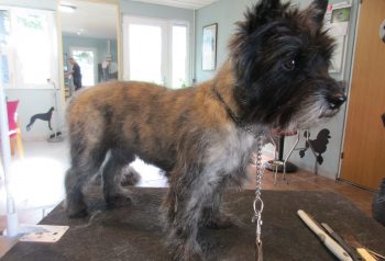 Hundesalon alt for hunden - før og efter Tjalfe
