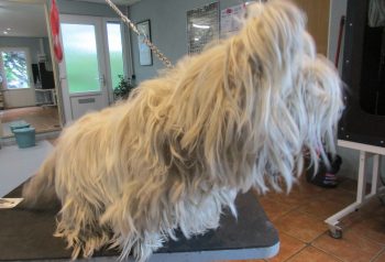 Hundesalon alt for hunden - før og efter Pelle