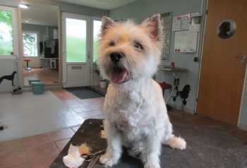 Hundesalon alt for hunden - før og efter Pelle