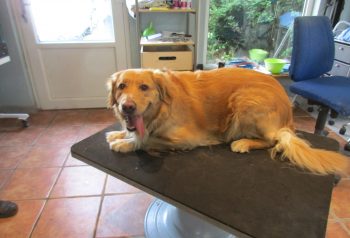 Hundesalon alt for hunden - før og efter Bianca