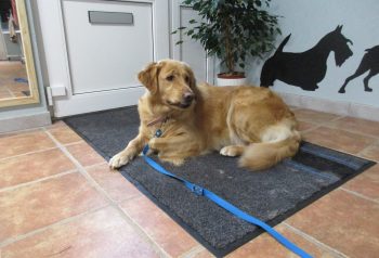 Hundesalon alt for hunden - før og efter Bianca