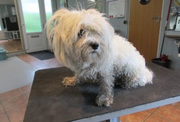 Hundesalon alt for hunden - før og efter Mikki