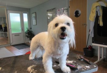 Hundesalon alt for hunden - før og efter Mikki