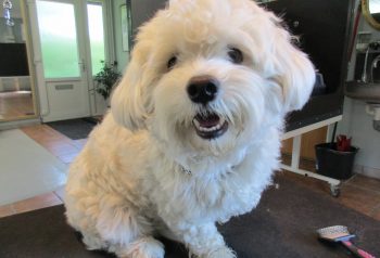 Hundesalon alt for hunden - før og efter Nuca