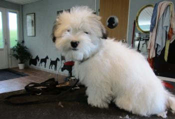 Hundesalon alt for hunden - før og efter Batman