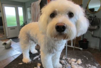 Hundesalon alt for hunden - før og efter Jacki