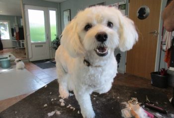 Hundesalon alt for hunden - før og efter Nuca