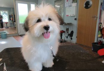 Hundesalon alt for hunden - før og efter Batman