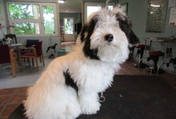 Hundesalon alt for hunden - før og efter Holger