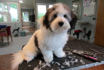 Hundesalon alt for hunden - før og efter Holger