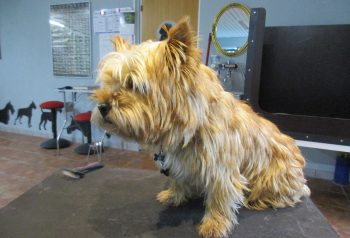 Hundesalon alt for hunden - før og efter Franki