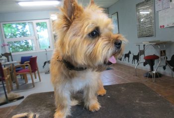 Hundesalon alt for hunden - før og efter Franki
