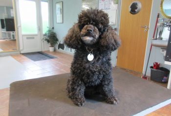 Hundesalon alt for hunden - før og efter Alma