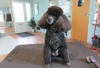 Hundesalon alt for hunden - før og efter Alma