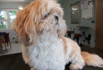 Hundesalon alt for hunden - før og efter Elvis