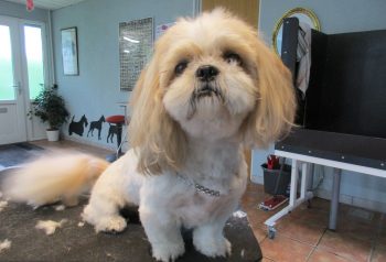 Hundesalon alt for hunden - før og efter Elvis