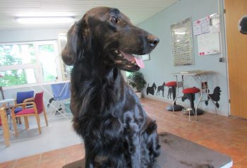 Hundesalon alt for hunden - før og efter Agnes