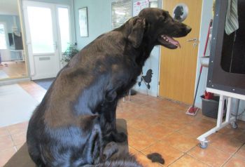 Hundesalon alt for hunden - før og efter Agnes