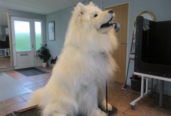 Hundesalon alt for hunden - før og efter Balik
