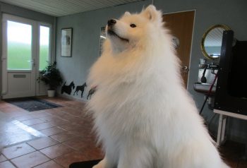 Hundesalon alt for hunden - før og efter Balik