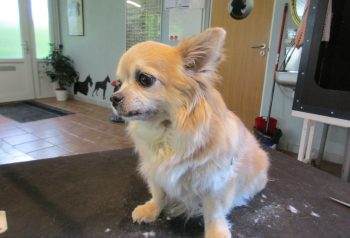 Hundesalon alt for hunden - før og efter Pretty