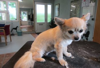 Hundesalon alt for hunden - før og efter Pretty
