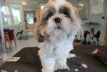 Hundesalon alt for hunden - før og efter Wilma