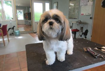 Hundesalon alt for hunden - før og efter Wilma