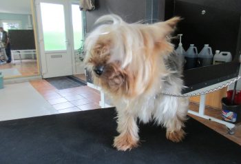 Hundesalon alt for hunden - før og efter Lady