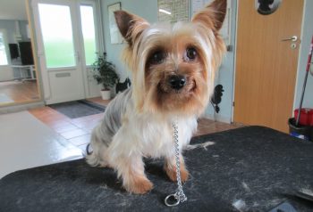 Hundesalon alt for hunden - før og efter Lady