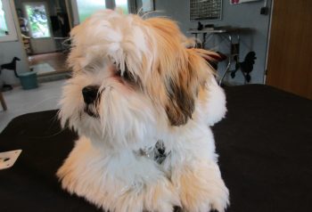 Hundesalon alt for hunden - før og efter Chico