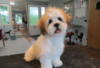 Hundesalon alt for hunden - før og efter Chico