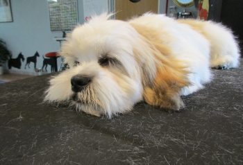 Hundesalon alt for hunden - før og efter Chico. Når man er en lille baby, kan man godt sove imens man bliver klippet